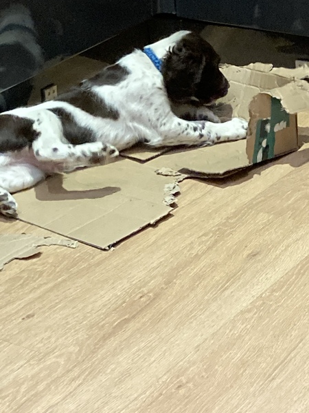 Puppy Survival Thread: surviving into 2022