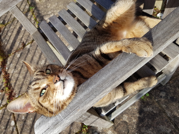 Thug cat part 4.  After all, it's not my Axminster.