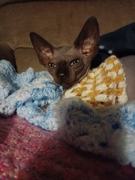 Any sphynx owners?