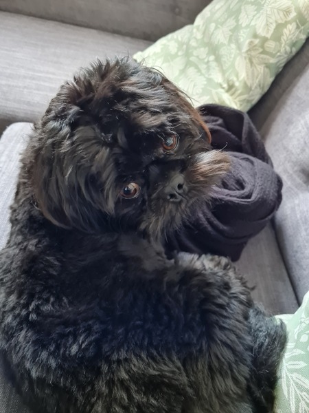 Leaving dog alone, help!