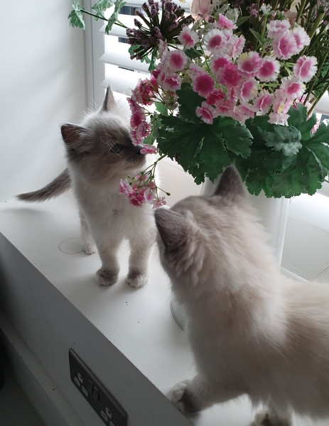 I need your photos again - this time cats with bouquets/vases of flowers please