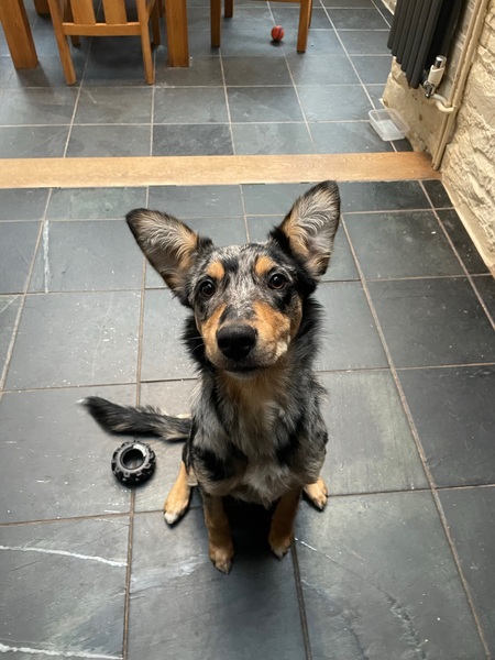 Anyone with experience of Blue Merle Collie x Huntaway? (Pic included)