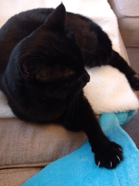 Do we adopt this cat or not?