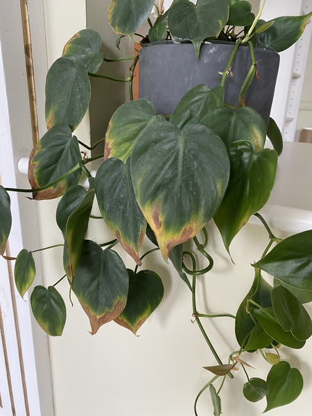 Heart-leaf philodendron leaf yellowing… any thoughts on why?