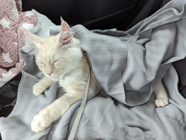 Name this kitten (with photo)