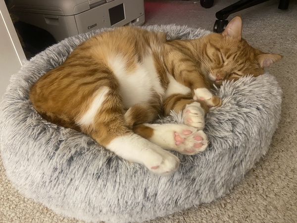 Show me your cats 🐈 😃