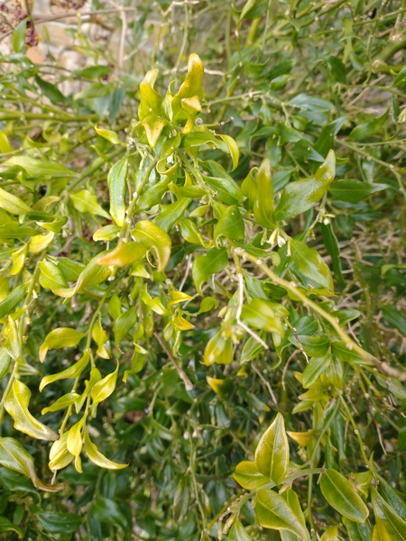 Anyone up for IDing a couple of shrubs?