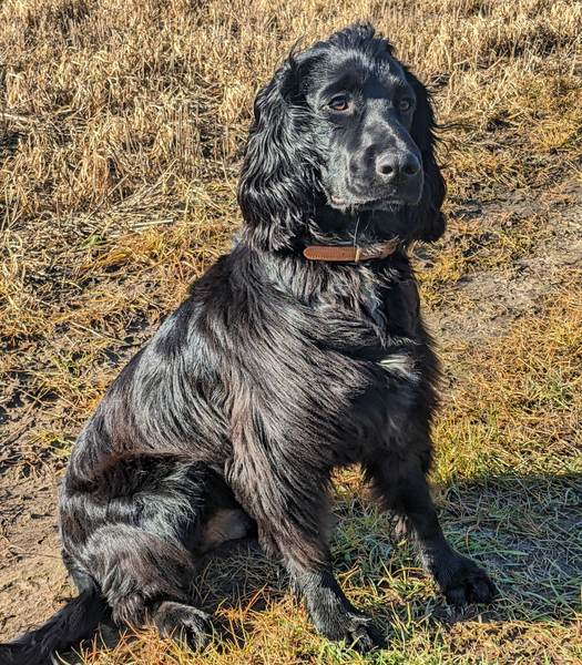 Please welcome our new dog!