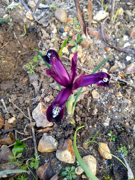 My Iris are flowering already! Why???