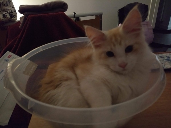 Keeping kitten out from under my wheelchair