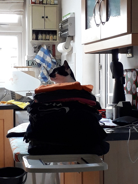 "When I get a cat it won't...."