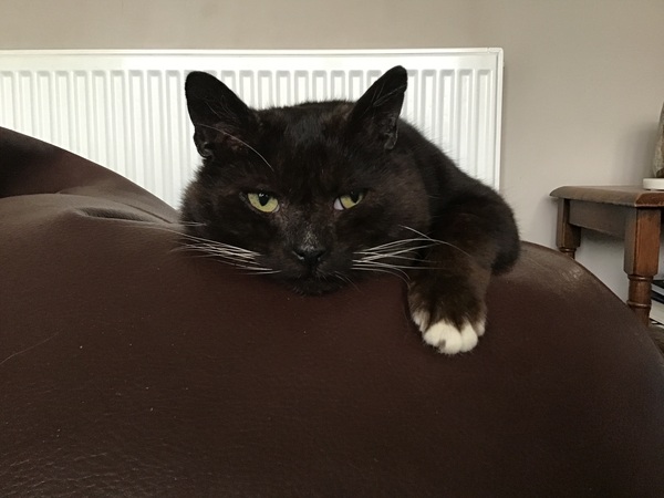 Big cat