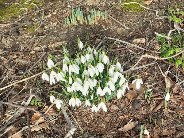 how are your snowdrops?