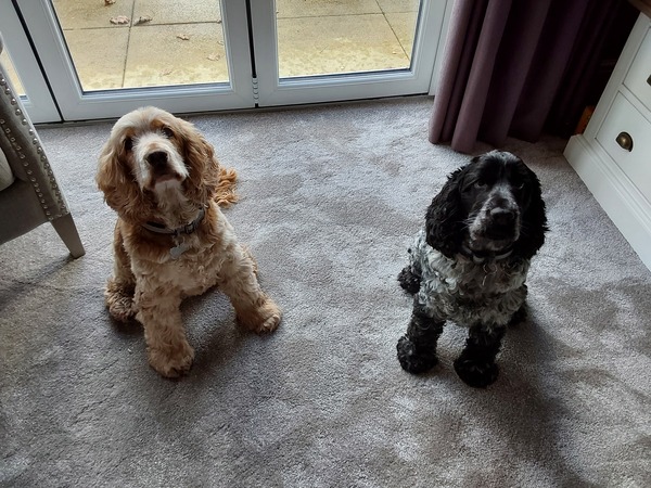 To hate my lounge carpet? Honest opinions on my lounge carpet that was laid yesterday