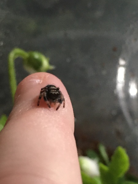 Finally got to hold my spider! (Spider pics included)