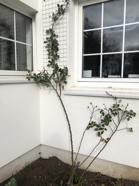 Climbing rose question