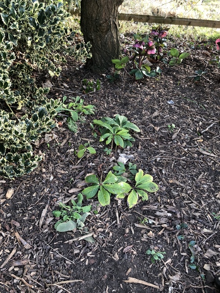 Please identify this plant!