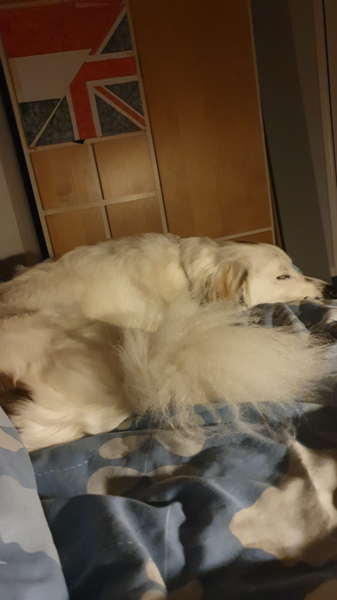 Please welcome our new dog!