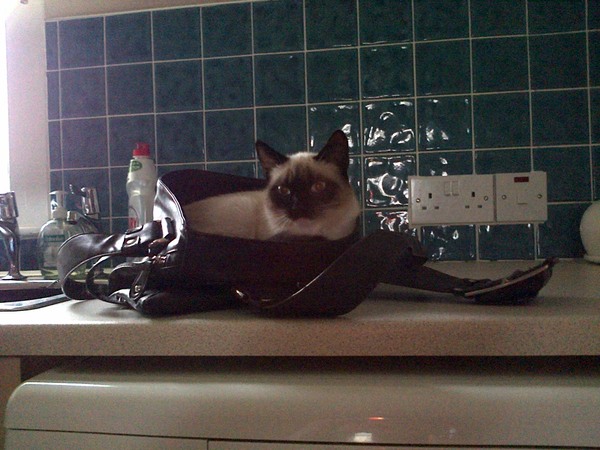Cats in bags