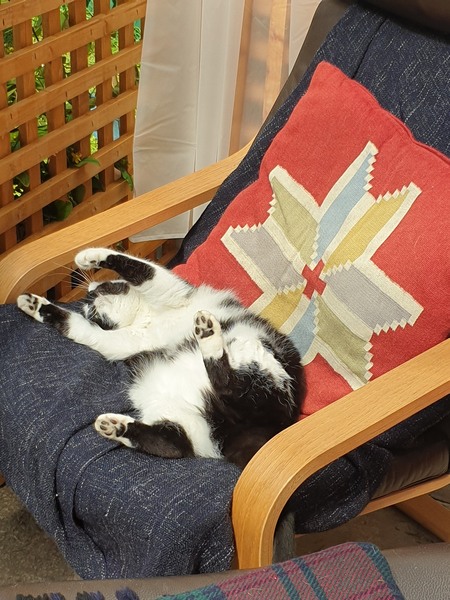 Show me your cats 🐈 😃