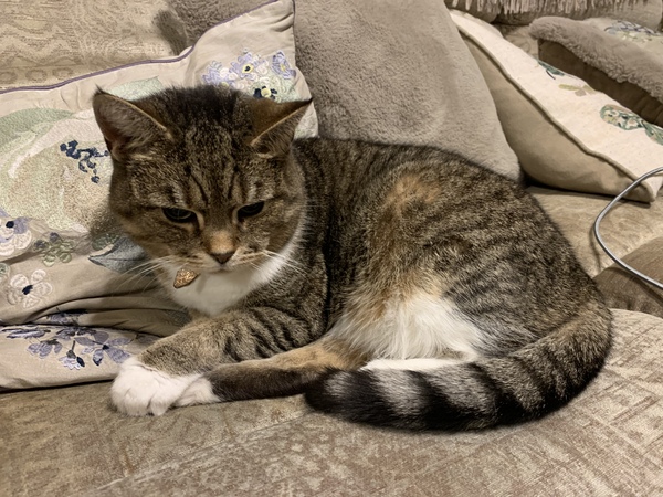 Do any of you have a pet that you actually just can't fucking stand?