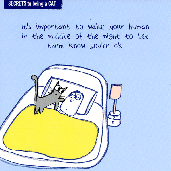 Do we adopt this cat or not?