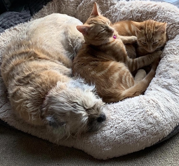 Border terriers