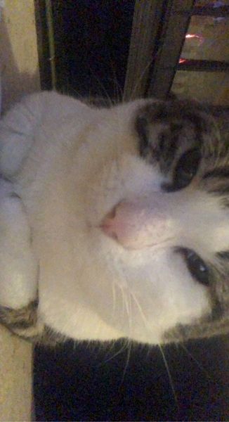 Rescue cat terrified