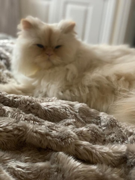 "When I get a cat it won't...."