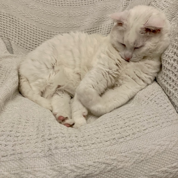 Rescue cat terrified