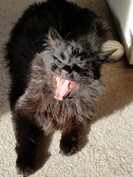 Ollie, Paws, friends and family