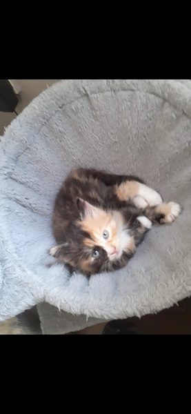 Kitten club