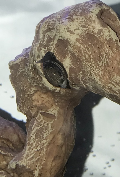 What kind of aquarium snail is this?