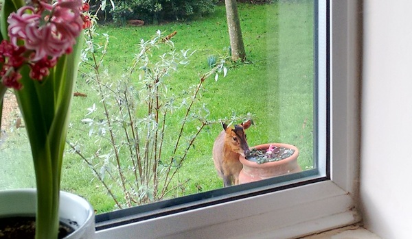 Wildlife .