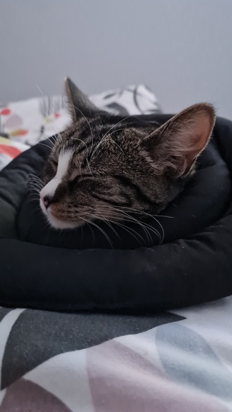 Help! How to keep The Naughtiest Kitten ever from chewing stitches