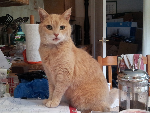 Ollie, Paws, friends and family