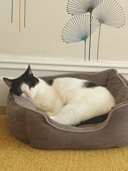 How are your cats coping?