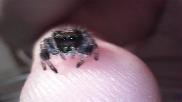 Finally got to hold my spider! (Spider pics included)