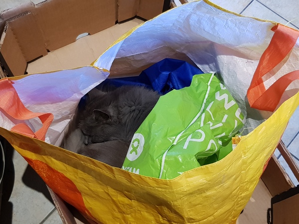 Cats in bags