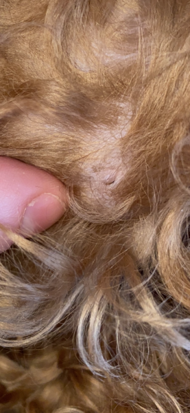 Soft moveable lump on 9 month old puppy