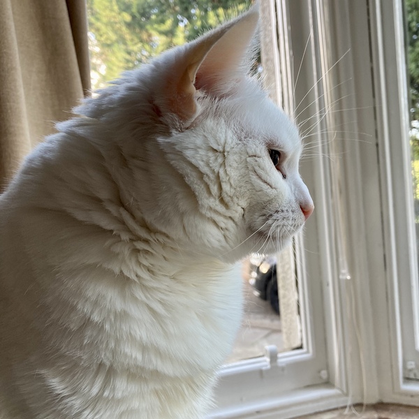 Does anyone else have local cats they chat to? Or is it a me thing? 🤔