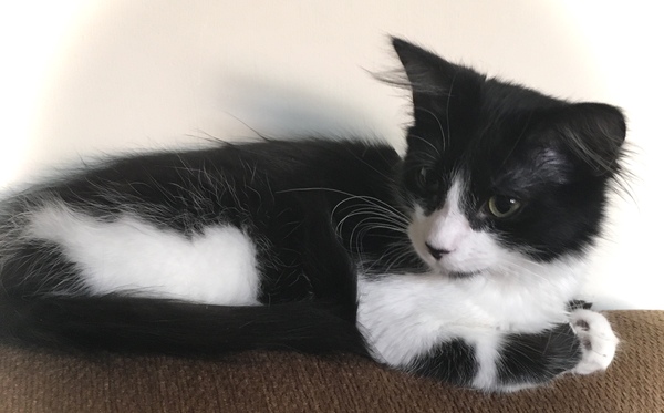 Do any of you have a pet that you actually just can't fucking stand?