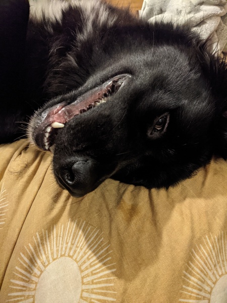 Do any of you have a pet that you actually just can't fucking stand?