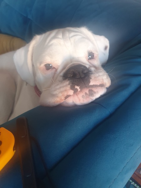 What dog would you recommend for us?