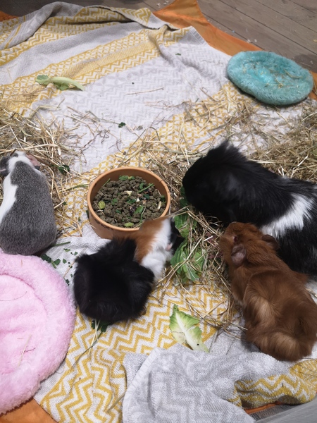 New Piggies - obligatory photo included