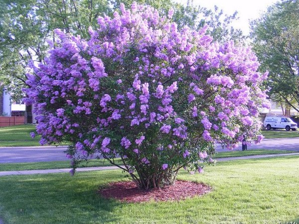 Big-arse gaudy shrub