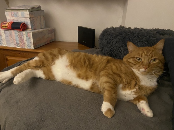 Big cat