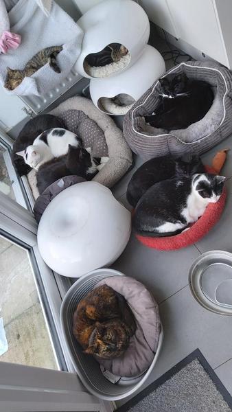 outdoor only cat/kitten??? advise please