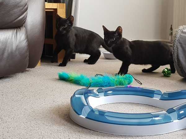 Rescue kittens in hiding