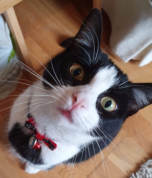 Why is everyone so obsessed with cats?